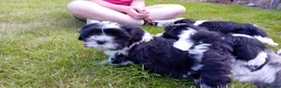 Mixed Breed dogs for sale: Lhasa X shihtzu pups  - Advert 5