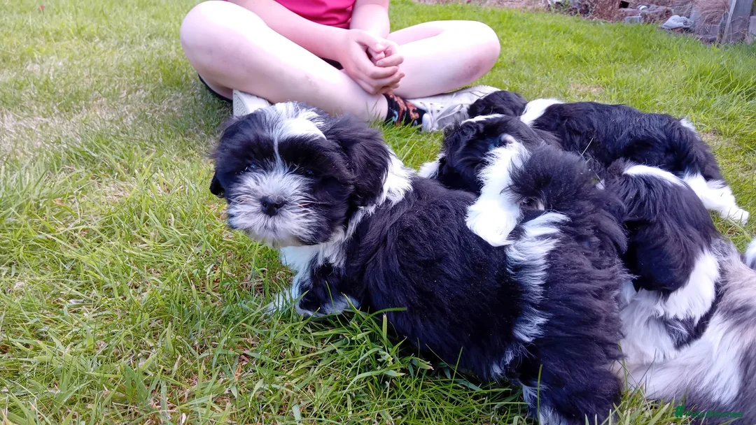 Mixed Breed dogs for sale: Lhasa X shihtzu pups  - Advert 5
