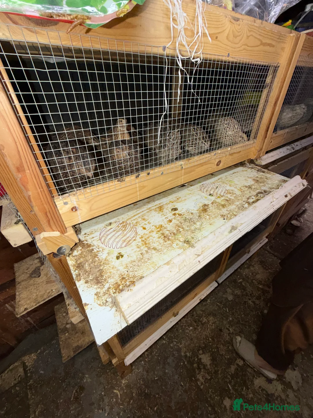 Hens poultry for sale: Quail Aseel Hens  - Advert 10