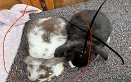 Mini Lop rabbits for sale: 1 Male baby rabbit ready to go now  - Image 2