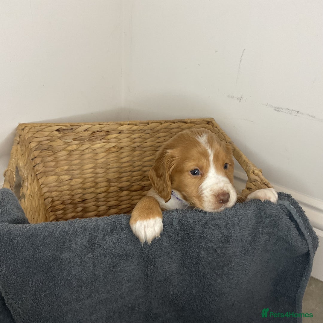 Cocker Spaniel dogs for sale: Hereditary clear working cocker spaniels - Advert 8