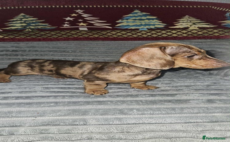 Dachshund dogs Last 2 girls looking for 5🌟 homes - Advert 13