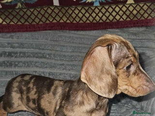 Dachshund dogs Last 2 girls looking for 5🌟 homes - Advert 18