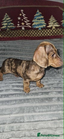 Dachshund dogs Last 2 girls looking for 5🌟 homes - Advert 13