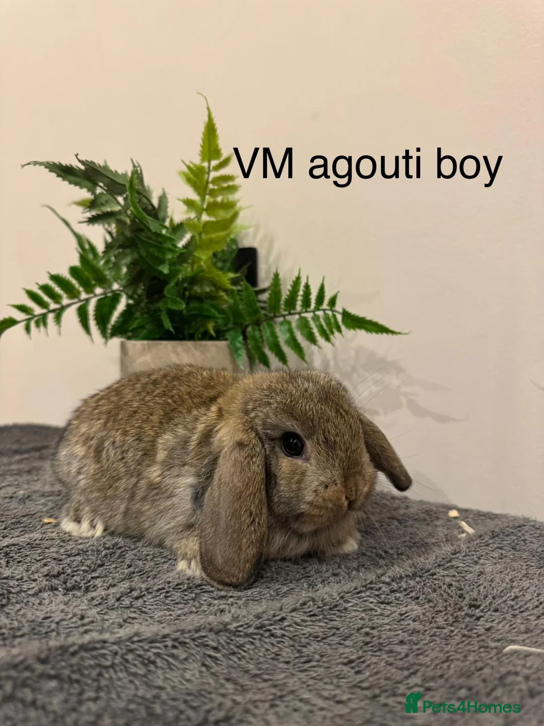 Mini Lop rabbits for sale: Stunning Mini Lops, Ready To Reserve - Advert 7