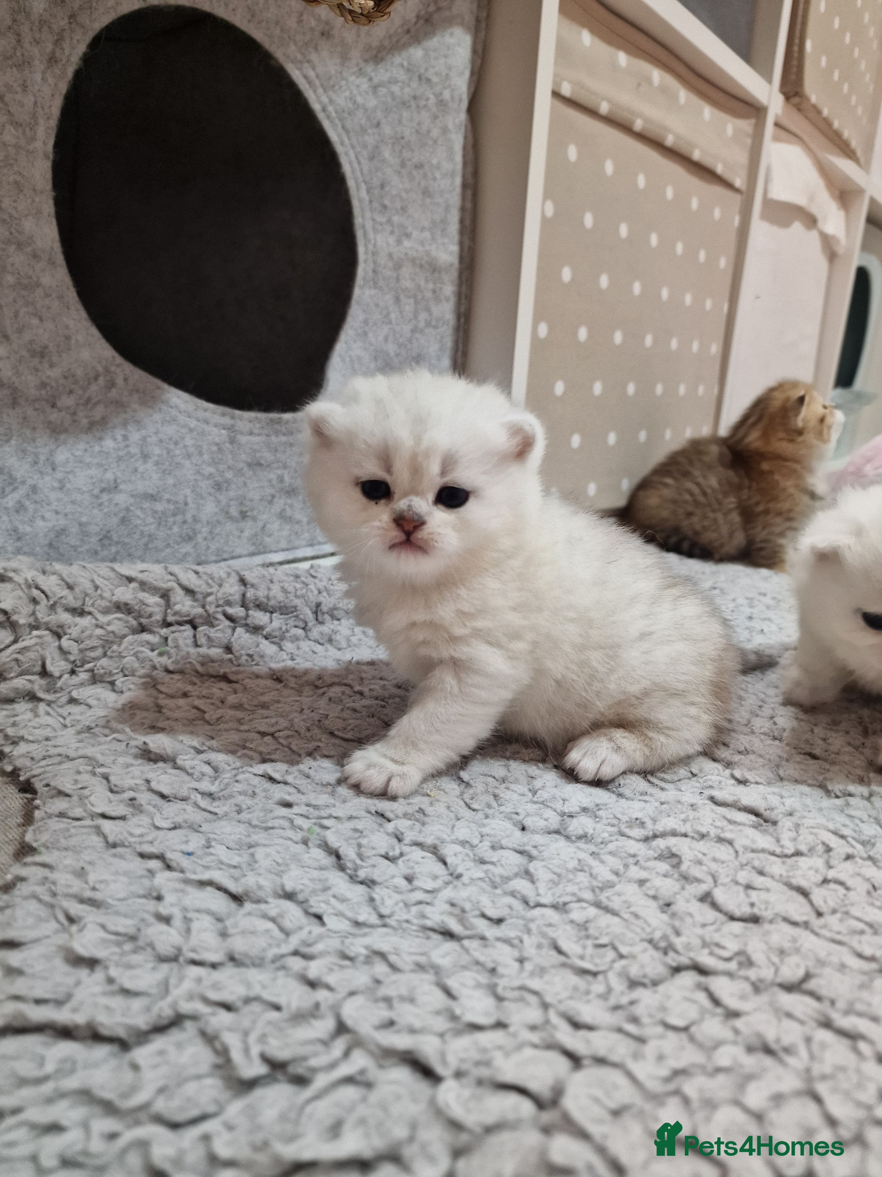 British Shorthair cats Pedigree British Short Hair Kittens  - Advert 1