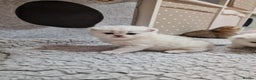 British Shorthair cats for sale: Pedigree British Short Hair Kittens  - Advert 1