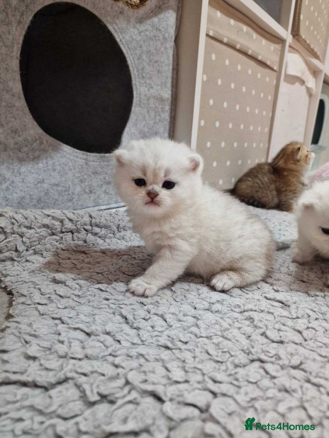 British Shorthair cats for sale: Pedigree British Short Hair Kittens  - Advert 1