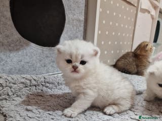 British Shorthair cats Pedigree British Short Hair Kittens - Advert 13