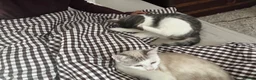 Mixed Breed cats for sale: 2 kitten male brothers  - Advert 3
