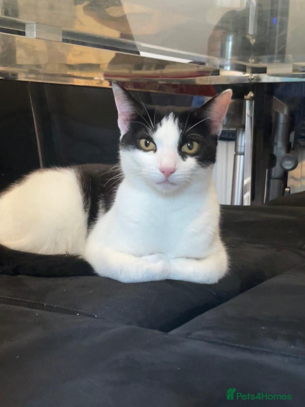 Domestic Shorthair cats Young rescue cat looking for her own home - Advert 1