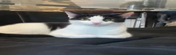 Domestic Shorthair cats for adoption: Young rescue cat looking for her own home - Advert 1