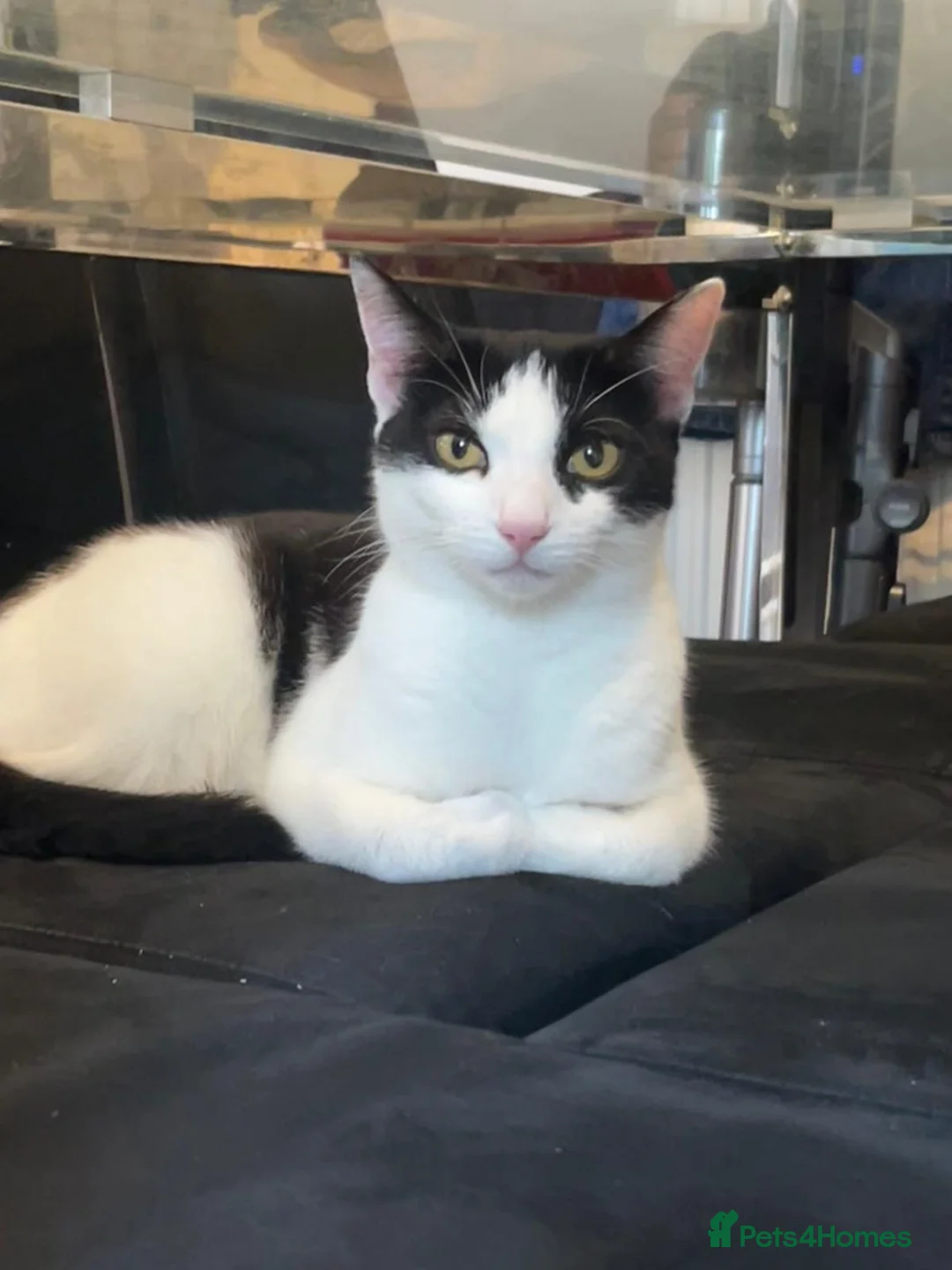 Domestic Shorthair cats for adoption: Young rescue cat looking for her own home - Advert 1