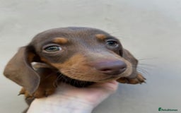 Miniature Dachshund dogs for sale: FOUR MINIATURE DACHSHUNDS PUPPIES FOR SALE - Image 13