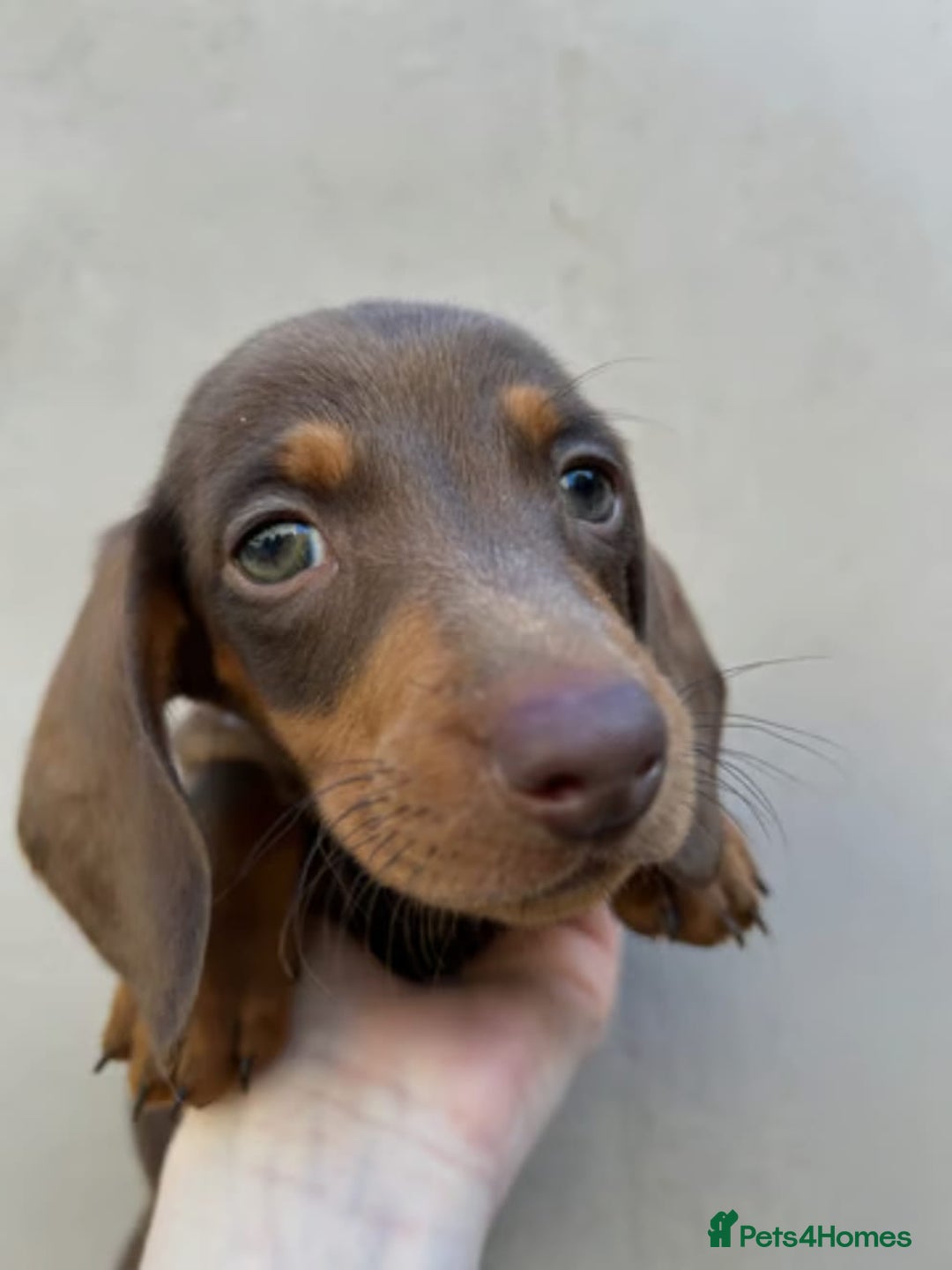 Miniature Dachshund dogs for sale: FOUR MINIATURE DACHSHUNDS PUPPIES FOR SALE - Image 13