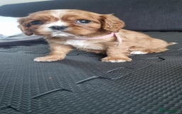 Cavalier King Charles Spaniel dogs for sale: Cavaliers King Charles spaniels - Image 25