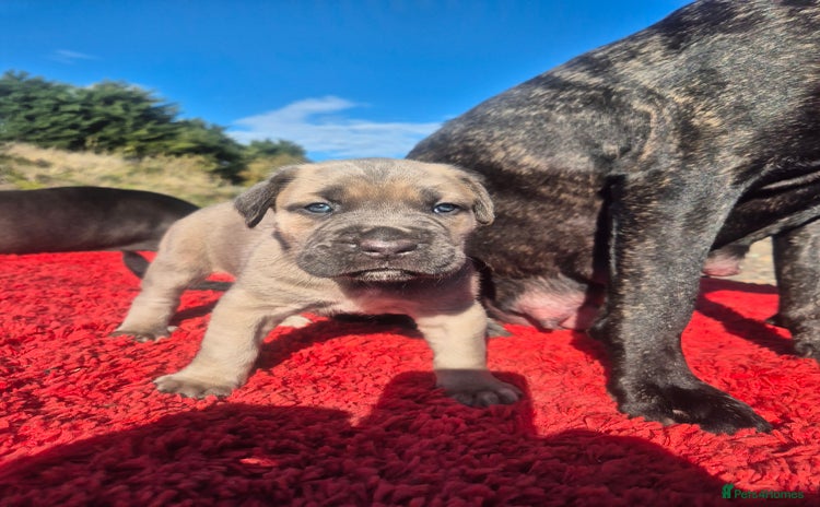 Cane Corso dogs - Advert 2