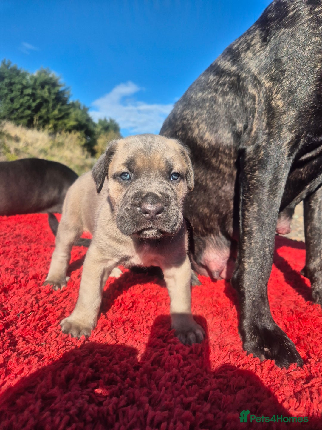 Cane Corso dogs for sale: Class Corsos  - Image 1