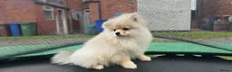 Pomeranian dogs for sale: Super fluffy small cream sable pomeranians - Advert 3