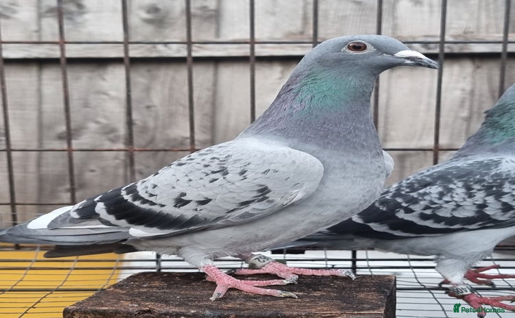 Pigeons birds Racing pigeons for sale - Advert 1