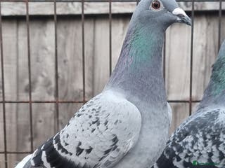 Pigeons birds Racing pigeons for sale - Advert 4