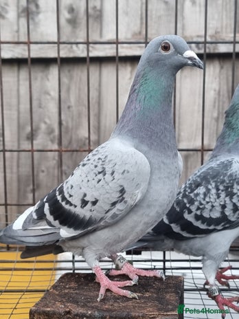 Pigeons birds Racing pigeons for sale - Advert 7