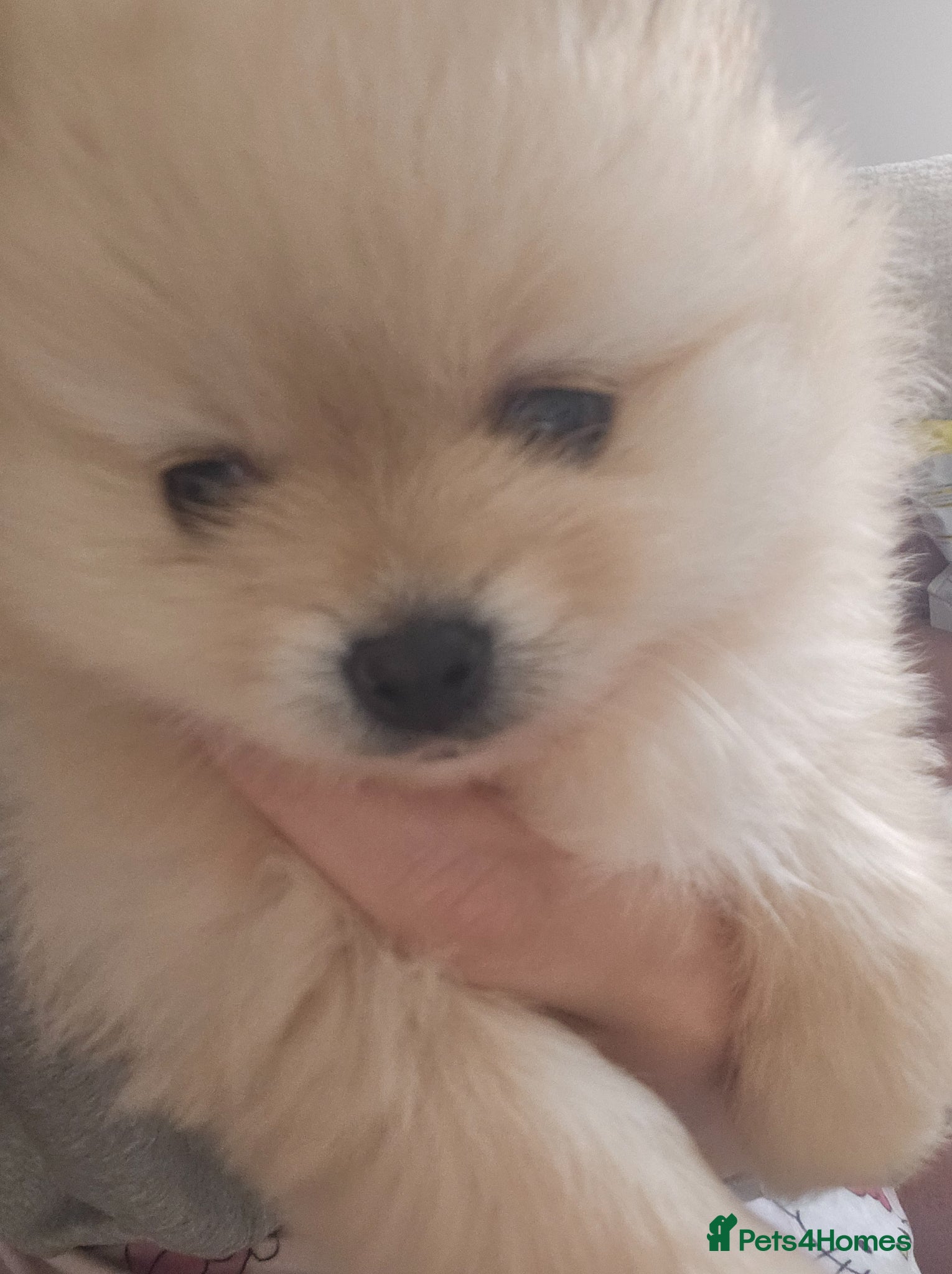 Pomeranian dogs Pomeranian Puppy - Advert 2