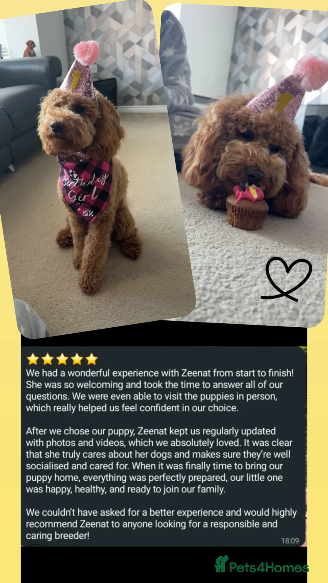 Goldendoodle dogs for sale: Miniature goldendoodle puppies   - Advert 11
