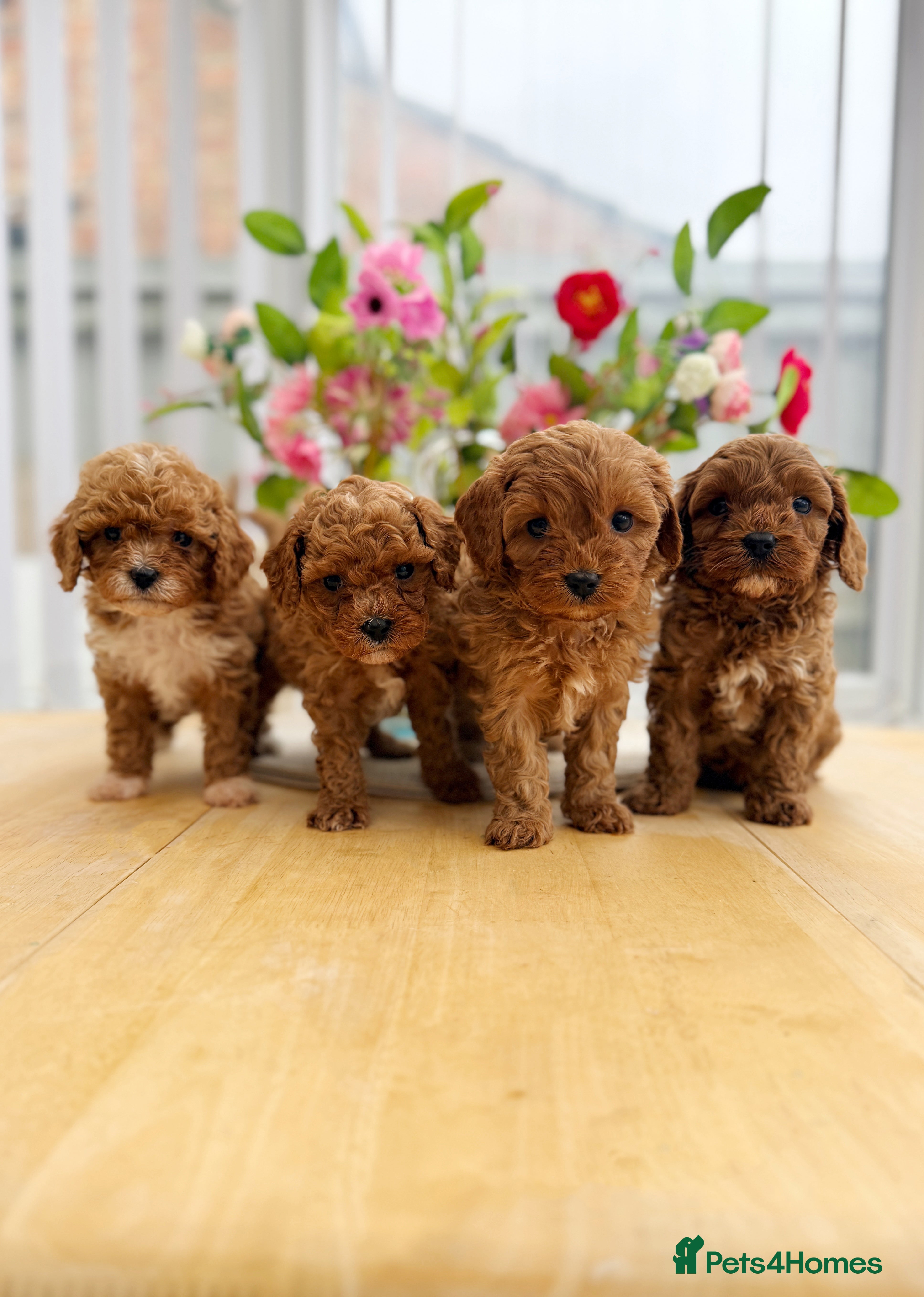 Cavapoo dogs Premium Teddy F1bb Toy Cavapoos - Advert 14