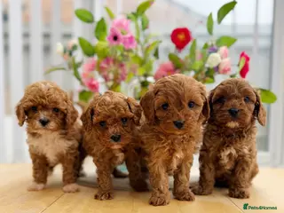 Cavapoo dogs ( Ready 1st Feb ) Premium Teddy F1bb Toy Cavapoos - Advert 6