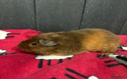 Guinea Pig rodents for sale: Stunning boar guinea pigs  - Image 7