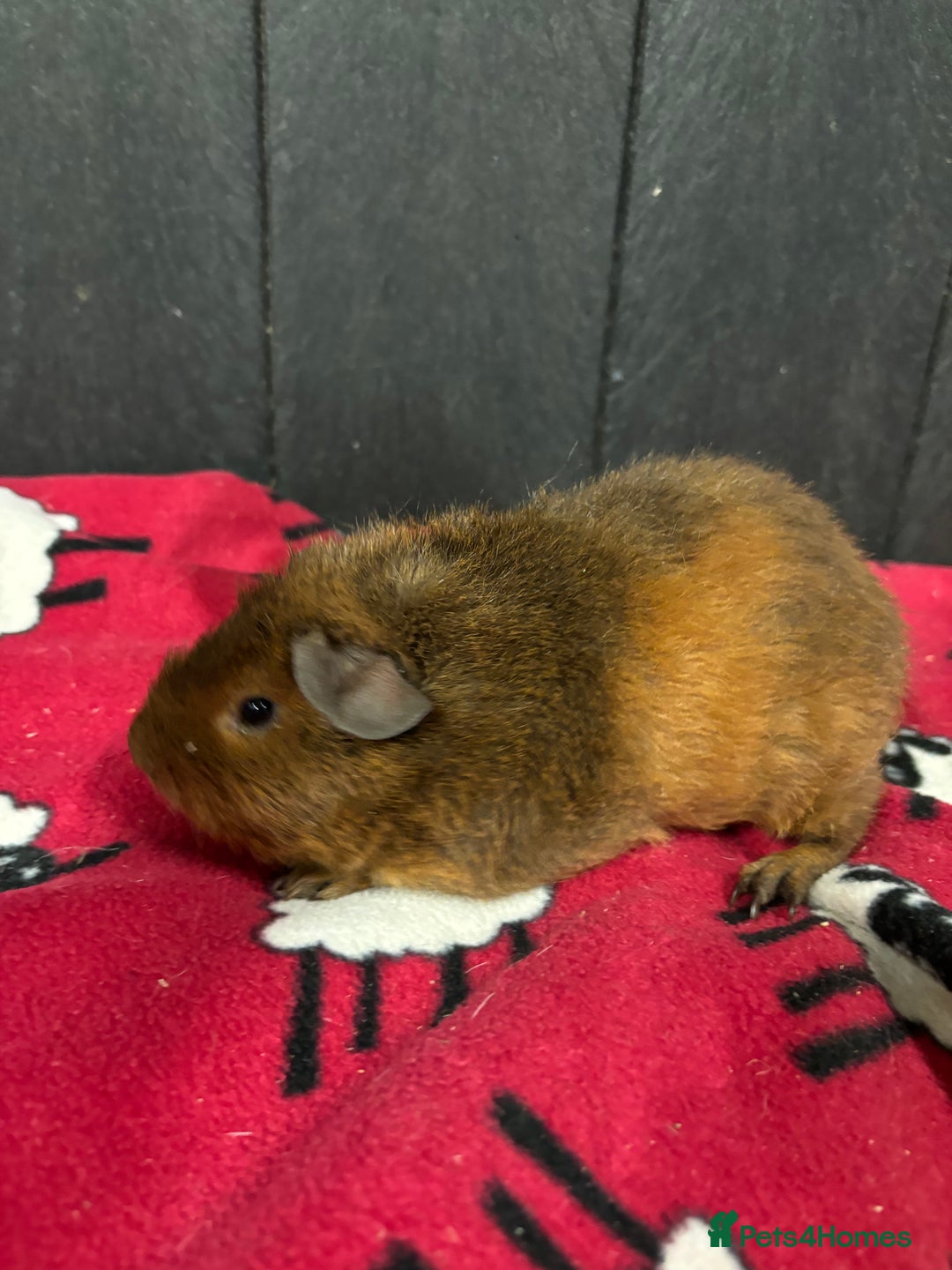 Guinea Pig rodents for sale: Stunning boar guinea pigs  - Image 7
