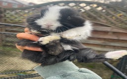 Mini Lop rabbits for sale: Baby Mini Lop Bunnies for Sale - Advert 4