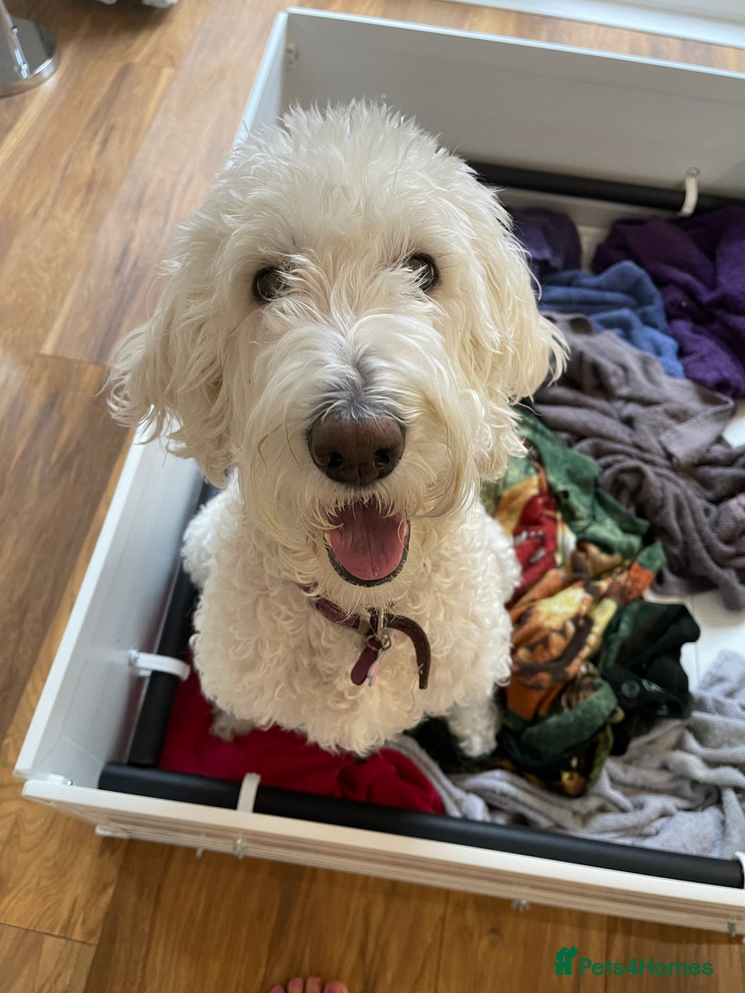 Labradoodle dogs for sale: Multigenerational Doodles Licensed and Tested - Advert 20