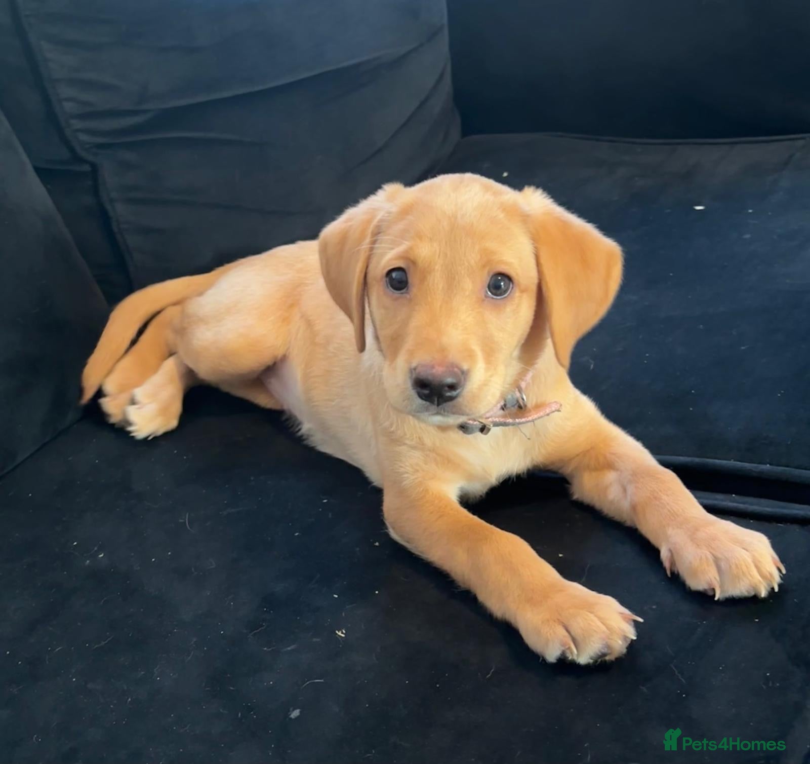 Labrador Retriever dogs Labrador pups READY NOW 1 girl left  - Advert 13