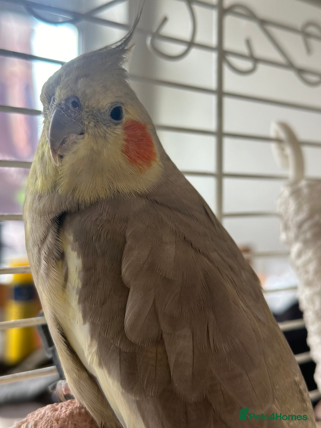 Cockatiels birds for sale: 3x Cockatiels in Sutton-in-Ashfield - Image 1