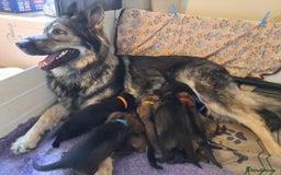 German Shepherd dogs for sale: German Shepherd Puppies  - Image 2