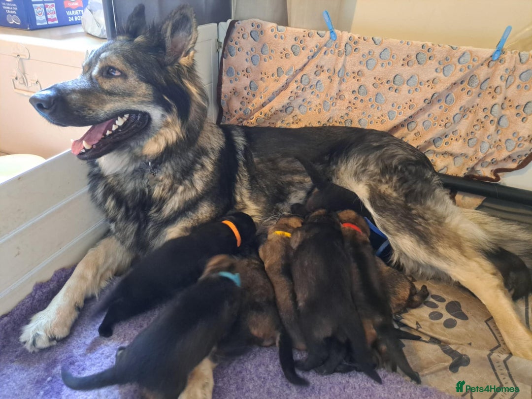 German Shepherd dogs for sale: German Shepherd Puppies  - Image 2