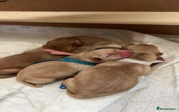Labrador Retriever dogs for sale: Extensively health tested Labrador puppies - Image 11