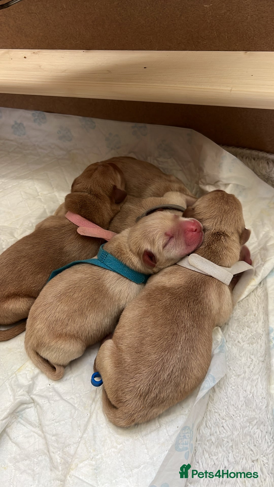 Labrador Retriever dogs for sale: Extensively health tested Labrador puppies - Image 11