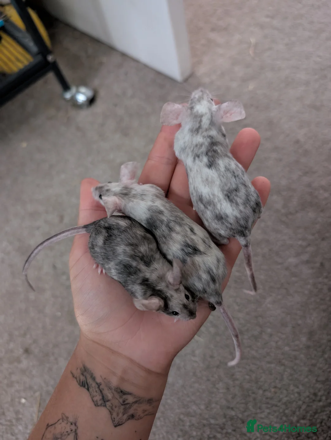 Gallery Image {{count}}