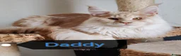 Maine Coon cats for sale: Russian bloodline Maine coon kittens in Leeds - Advert 22