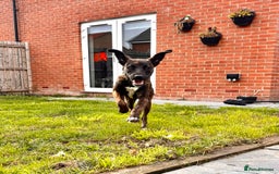 Mixed Breed dogs for sale: Staffxlab for sale  - Image 4