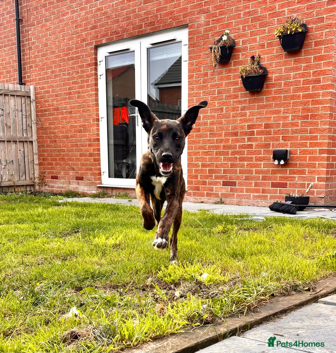 Mixed Breed dogs for sale: Staffxlab for sale  - Image 4