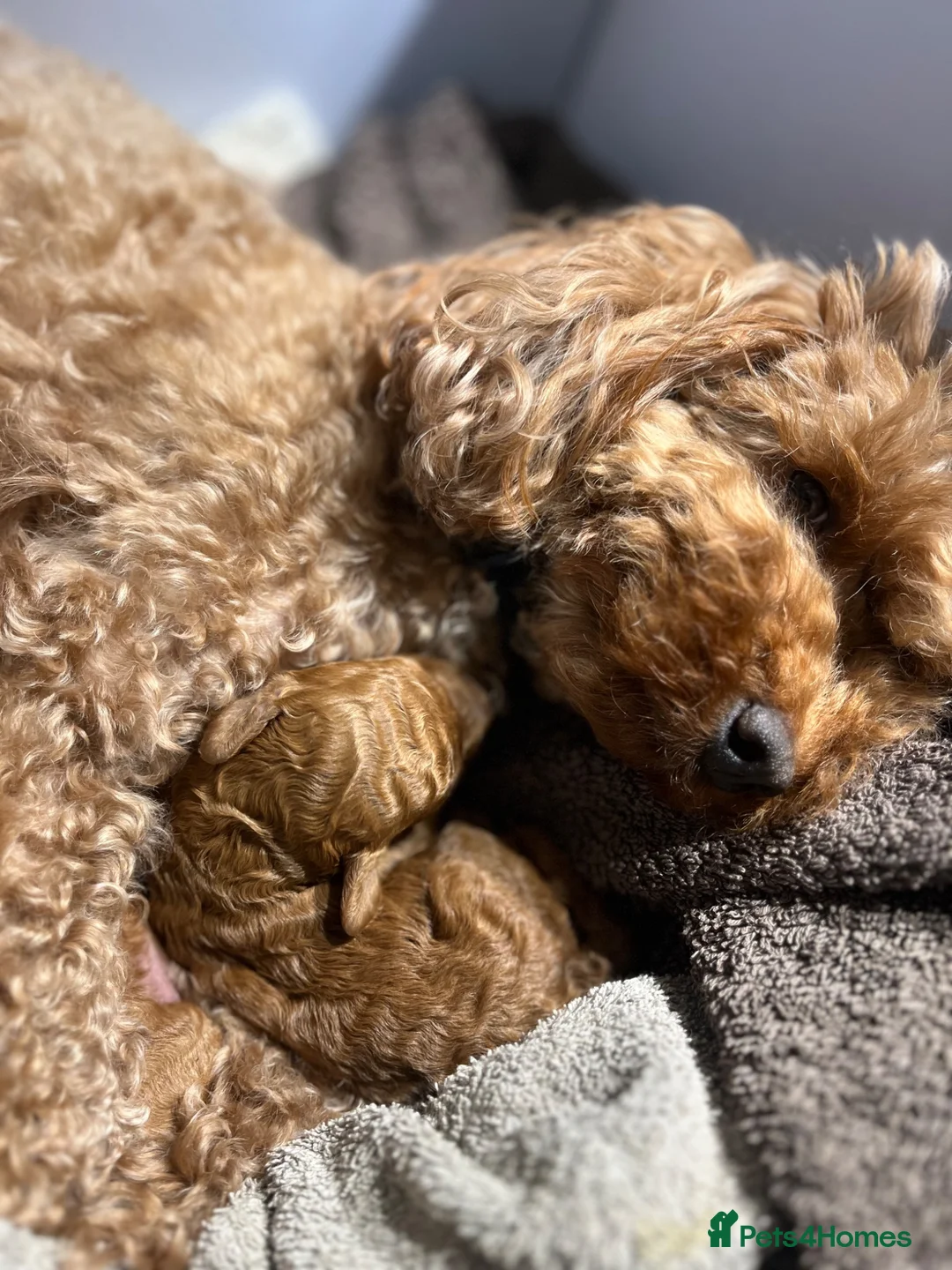Toy Poodle dogs for sale:  🧡🌻Adorable Red Toy Poodle puppies🌻🧡  - Advert 2