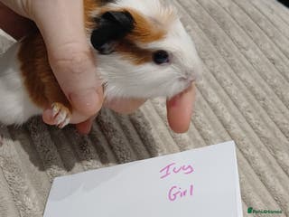 Guinea Pig rodents 4 female baby guineapigs £40 a pair - Advert 17