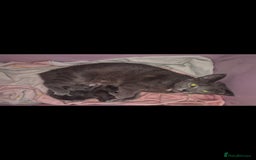 Domestic Shorthair cats for sale: 2 boys kittens  - Image 1