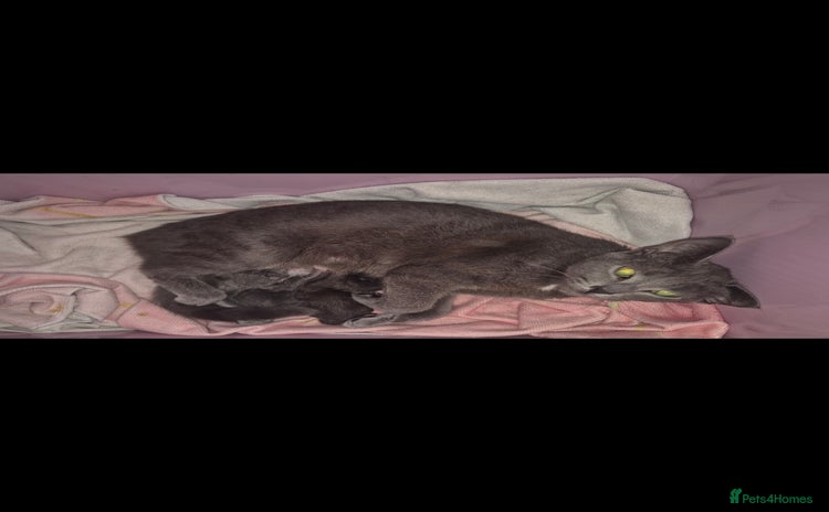 Domestic Shorthair cats - Advert 10