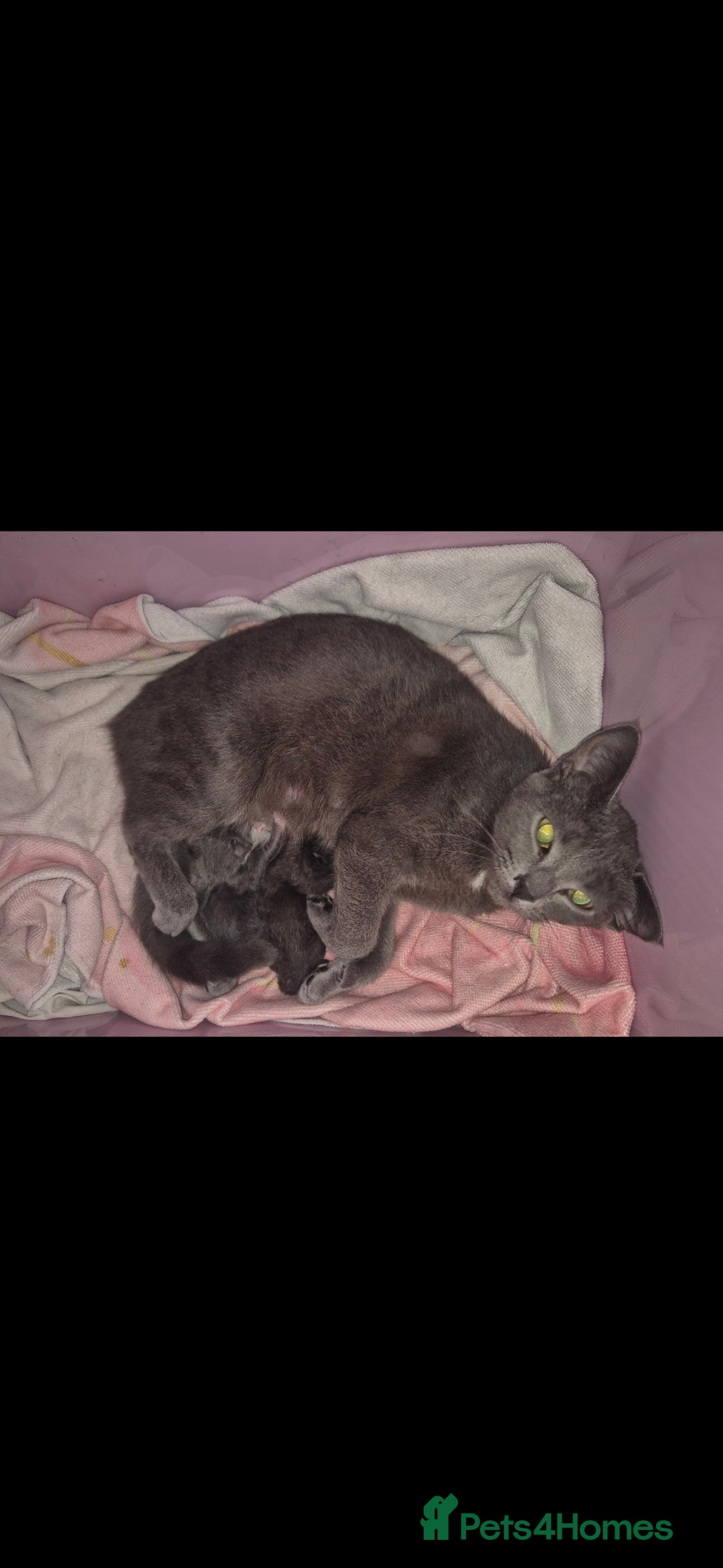 Domestic Shorthair cats for sale: 2 boys kittens  - Image 1