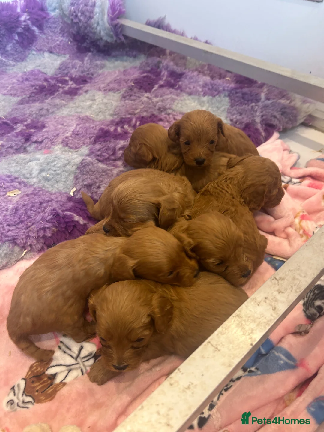 Cavapoo dogs for sale: Health tested F1b Cavapoos  - Advert 3